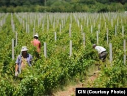 Vinogradi kompanije Agrokop, foto: CIN