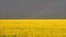 Рапсавае поле ва Ўкраіне, ілюстрацыйнае фота