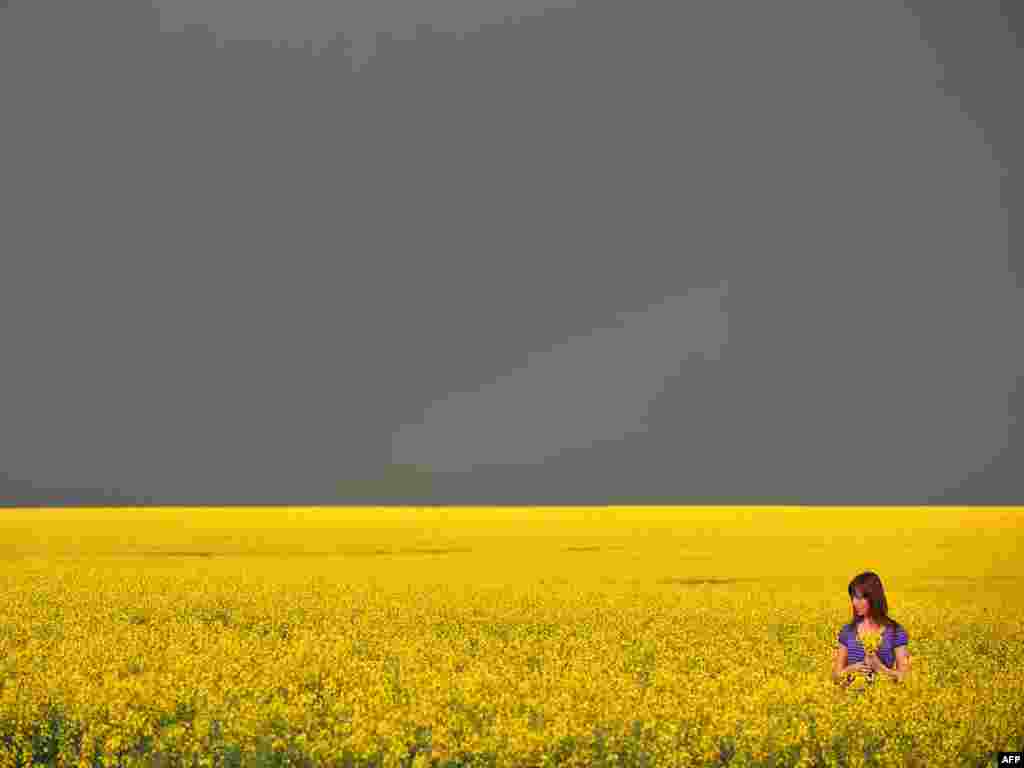 A girl gathers rapeseed flowers in a field in Ukraine as a thunderstorm approaches. - Photo by Sergei Supinsky for AFP