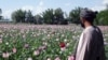 UN: Upsurge In Afghan Opium Production