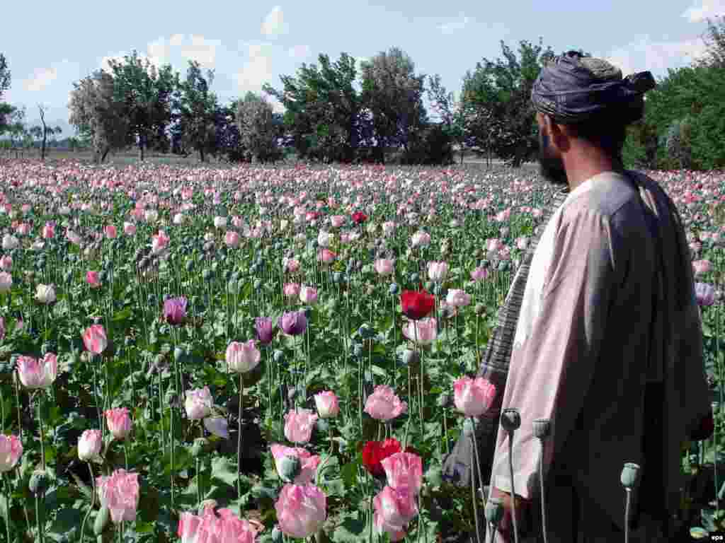 Маково поле во Авганистан