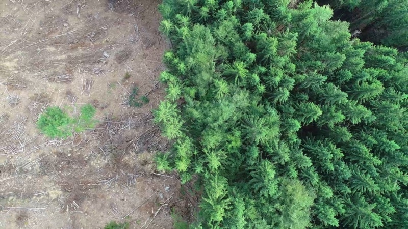Svet u 2018. ostao bez 12 miliona hektara tropskih šuma