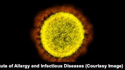 Imagine a SARS-CoV-2, noul coronavirus, surprinsă cu microscopul electronic, izolat de la un pacient de către cercetători din SUA