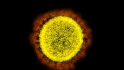 Korona virus pod mikroskopom