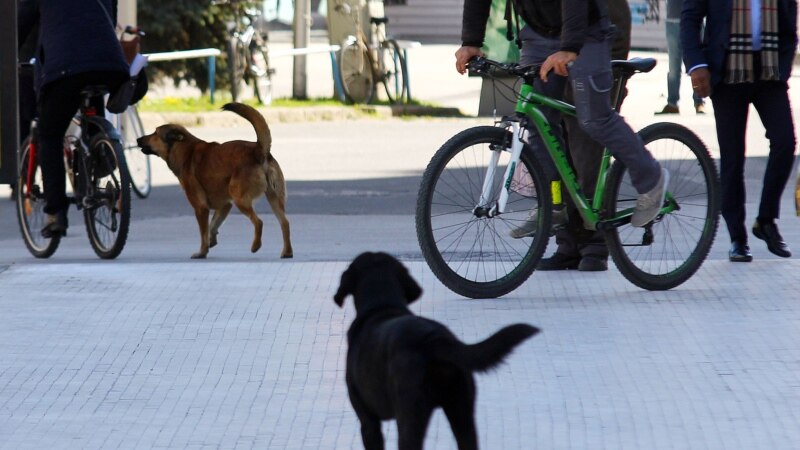 Стационарот „Вардариште“ мал за бездомните кучиња