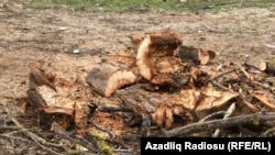 Kəndlərdə evləri bu cür odunla qızdırırlar.