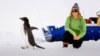 Учені стурбовані масовою смертю дитинчат антарктичних пінгвінів