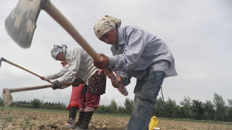 Кыргызстанда өзбек мигранттары көбөйдү
