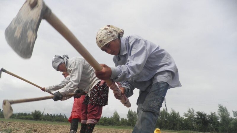 2020-жылы Кыргызстанга келген мигранттар казынага 54 млн. сом төккөн