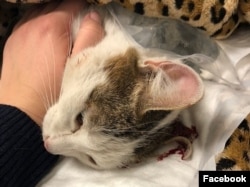 Кошка, которую зооактивисты спасли из взорванного дома