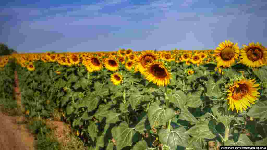 Безмежне поле соняшників уздовж траси Миколаївка-Саки
