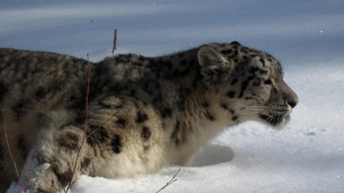 Snow Leopards Live in Mountainous Areas - The Wolf Center