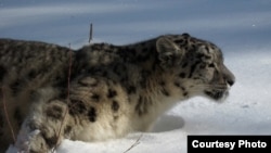 A snow leopards in the mountains of Central Asia 