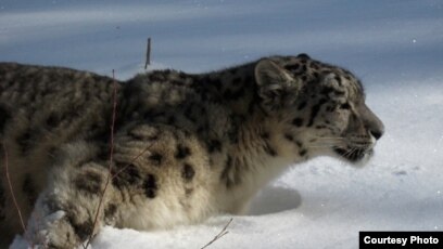 Snow Leopards Found In Afghanistan