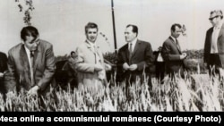Nicolae Ceauşescu în mijlocul unui lan de grâu pe ogoarele de la Moara Vlăsiei. (27 iunie 1971) Sursa: Fototeca online a comunismului românesc; cota:6/1971