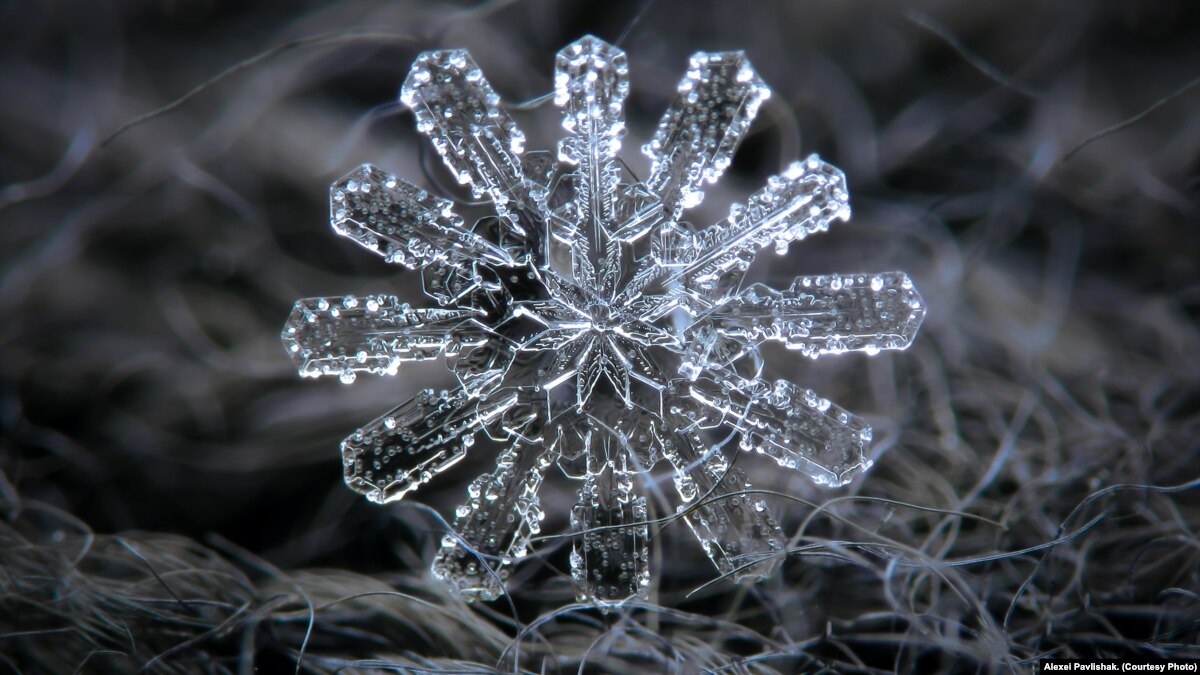 The Snowflake Photographer