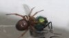 کشف فسیل عنکبوت‌ عظیم‌الجثه در خاکسترهای آتش‌فشانی