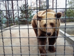 Медведь в "Тайгане"