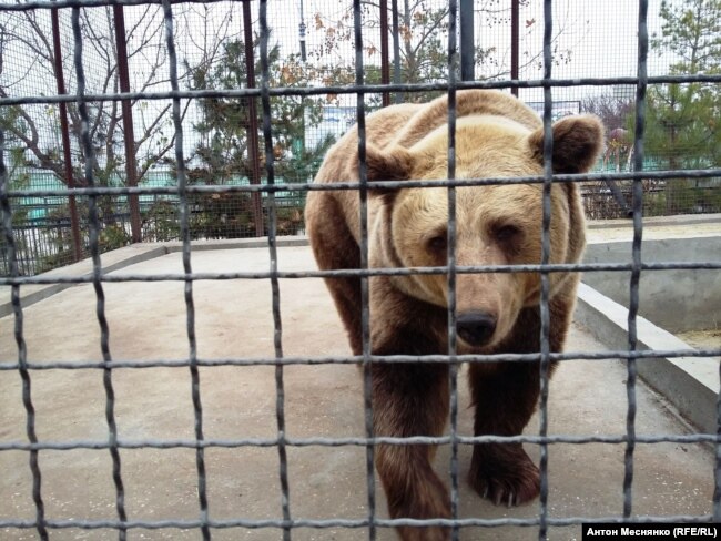 Медведь в "Тайгане"