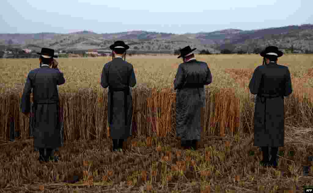 Ultra-Orthodox Jews hold a prayer after they harvest wheat in a field near the Mevo Horon settlement in the West Bank. (AFP/Menahem Kahana)