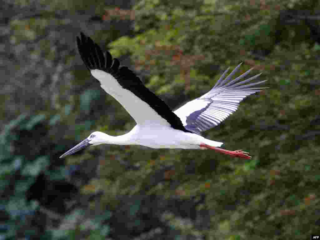 A stork flies over a wildlife refuge in Japan (AFP). - Plan B devotes $31 billion to protect remaining global biodiversity. The World Parks Congress estimates this funding would suffice to manage and protect existing designated parks and refuges. It would also include funding to protect additional biologically diverse hotspots. "Many will ask, Can the world afford these investments? But the only appropriate question is, Can the world afford the consequence of not making these investments?"