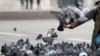 Чита: за акцию "кормление голубей" арестован блогер Лёха Кочегар