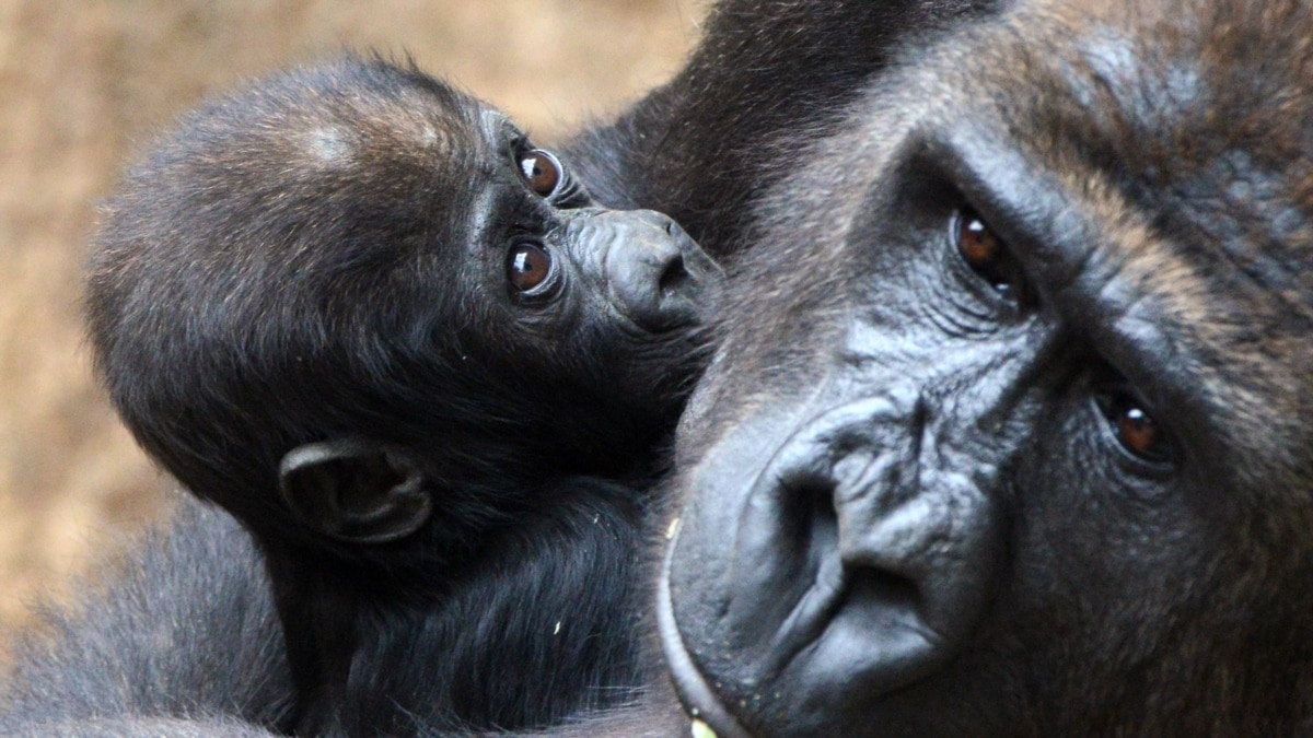 Планета без обезьян. В Африке нашлись новые гориллы. Они вымирают