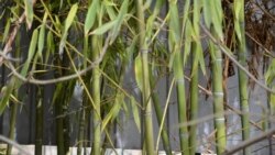 На одном из участков растет бамбук