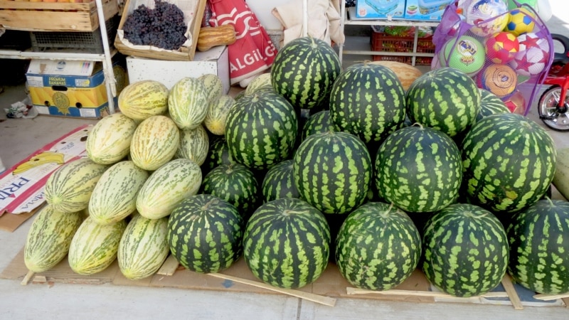 Daýhanlar gawun-garpyzlaryny şagallardan goramakda kömek soraýar