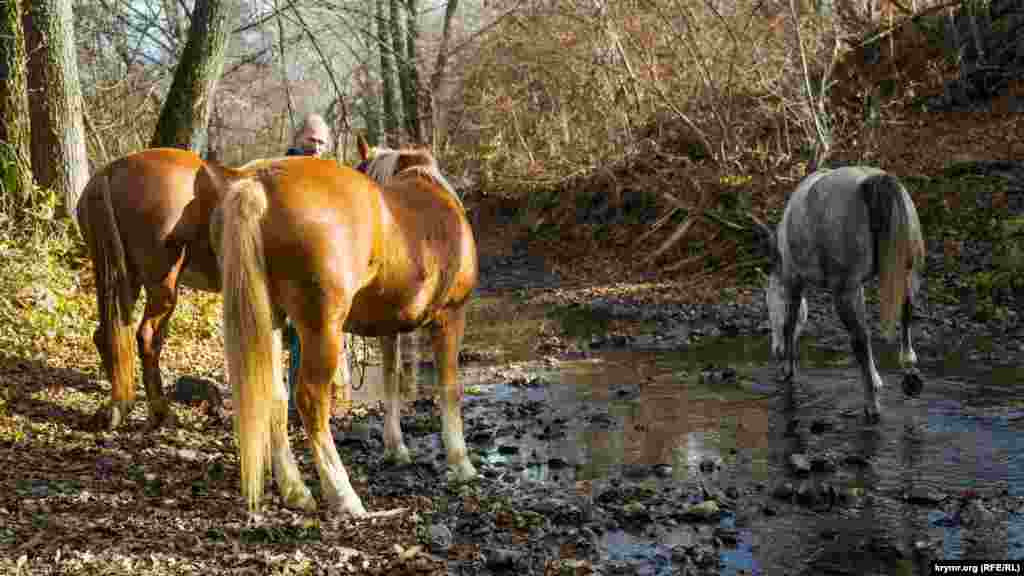 Владимир Гринев вывел своих коней на водопой на Качу. Воды для животных пока в реке хватает