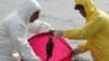 Baku Asks Europe For Help With Bird-Flu Outbreak