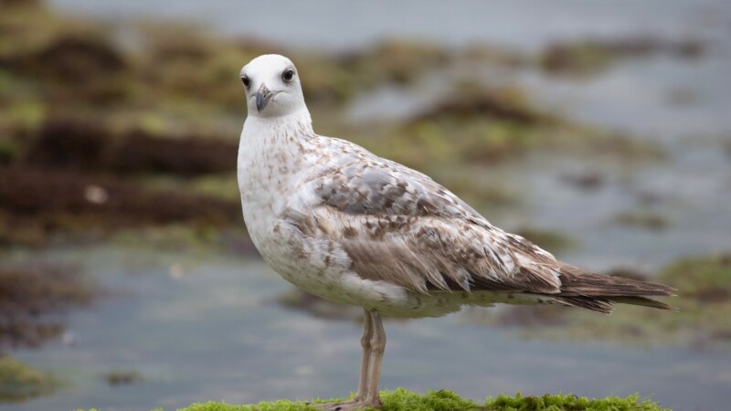 Птицы на пляжах у берегов Каламитского залива (фотогалерея)