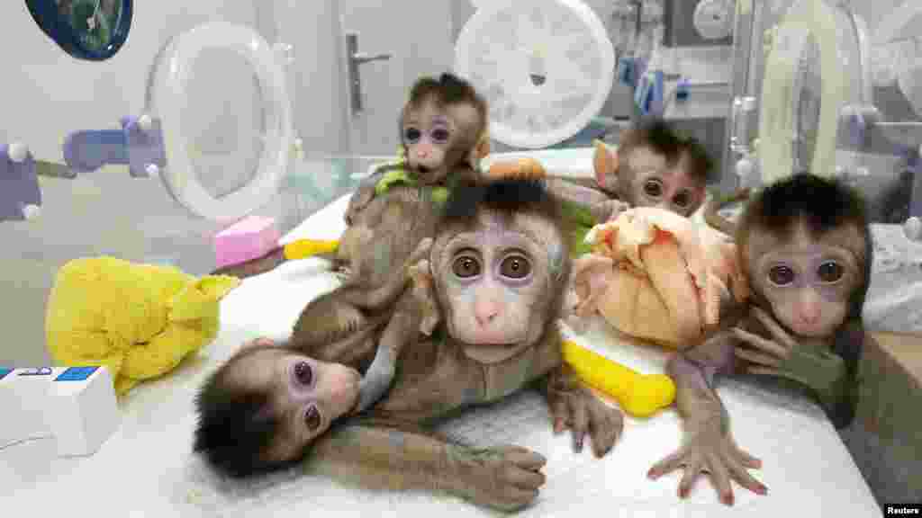 Monkeys cloned from a gene-edited macaque with circadian-rhythm disorders are seen at the Chinese Academy of Sciences in Shanghai. (Reuters/Chinese Academy of Sciences)