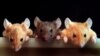 Вчені вилікували ембріонів мишей через редагування генів. Коли «редагуватимуть» людей?