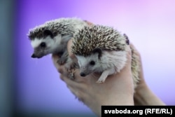 Хатні вожык-гібрыд. У Беларусі ў дзікай прыродзе масава жывуць белагрудыя вожыкі. Эўрапэйскі адрозьніваецца ад іх больш цёмнай поўсьцю і звычкамі.