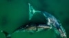 RUSSIA -- KHABAROVSK TERRITORY, AUGUST 8, 2018: Bowhead whales in the Vrangel Bay, 50km of the southern border of the Shantar Islands National Park. The bowhead whales, also known as Greenland right whales, can weigh from 75 to 100 tonnes and occupy the B