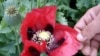 An farmer checks poppy fields in Kandahar in April 2009.