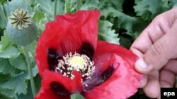 An farmer checks poppy fields in Kandahar in April 2009.