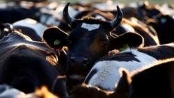 Ілюстрацыйнае фота