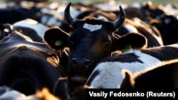 Ілюстрацыйнае фота