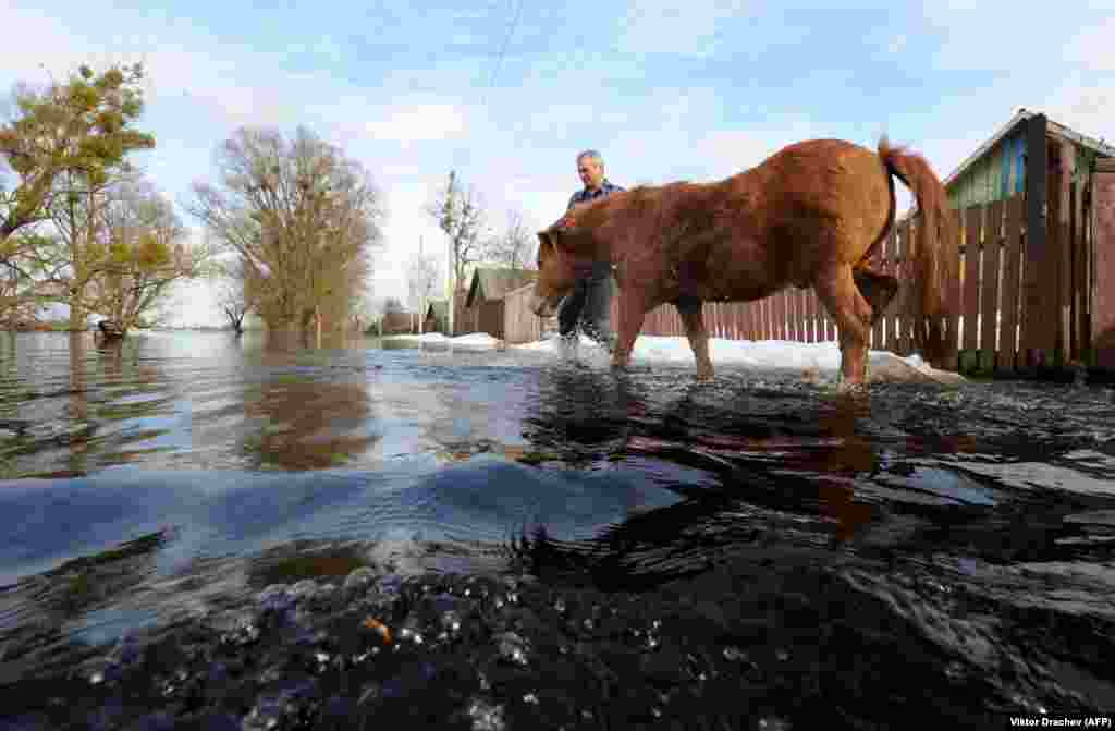 A man leads his horse through spring flooding in the Belarusian village of Snyadin, 300 kilometers south of Minsk. (AFP/Viktor Drachev)