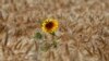 UKRAINE – A sunflower is seen on a wheat field near the village of Zhovtneve, July 14, 2016