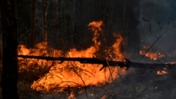 Пожар в крымском лесу. Ялта, 5 апреля 2020 года