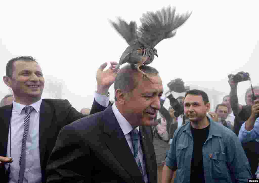 A grouse sits on the head of Turkish President Recep Tayyip Erdogan as he visits a facility of the Forest and Water Management Ministry in Rize, Turkey. (Reuters)