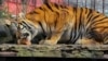 Хабаровск: раненая картечью тигрица вышла на дорогу