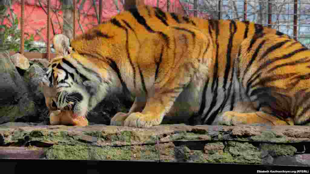 Большой тигр поглощает пищу