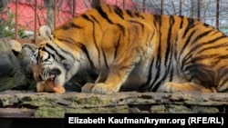 Иллюстрационное фото, тигр в ялтинском зоопарке «Сказка»