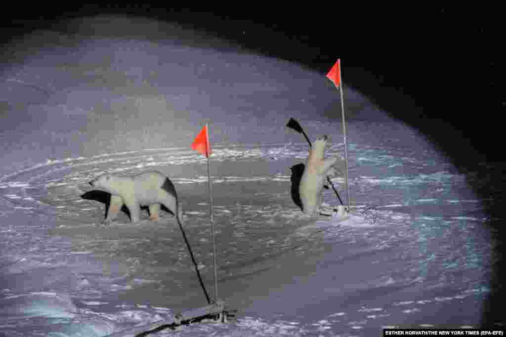 Полярний ведмідь і ведмежатко наближаються до обладнання, яке розмістили вчені з Polarstern, корабля, що є частиною наукової експедиції, яка розслідує наслідки арктичних кліматичних змін, в районі Північного Льодовитого океану, 10 жовтня 2019 року. Перше місце в категорії &laquo;Навколишнє середовище&raquo;, одиночні фото &ndash; Естер Хорват, The New York Times