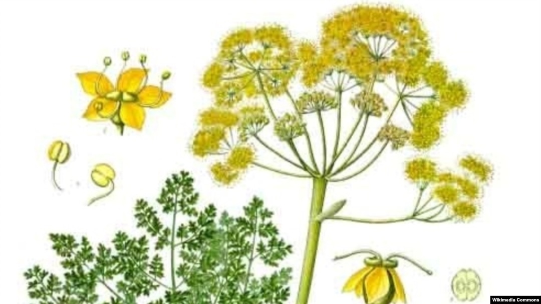 Бір сағатқа секс орыс күйеуі Сексуалдық жас қаншықтар