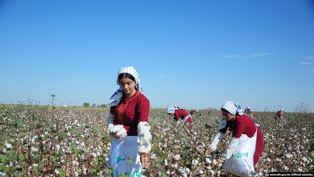 Most of Turkmenistan's cotton is harvested by hand.